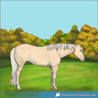 Horse Color:Gold Cream Champagne 