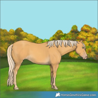 Horse Color:Gold Cream Champagne 