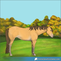 Horse Color:Amber Cream Champagne 