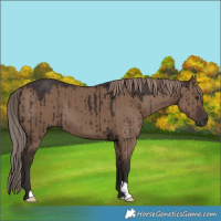 Horse Color:Liver Red Dun Brindle 
