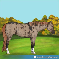 Horse Color:Liver Red Dun Brindle 