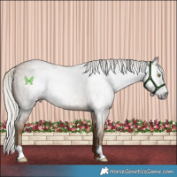 Horse Color:Gray Silver Amber Champagne Roan Rabicano
