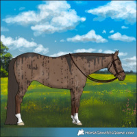 Horse Color:Liver Red Dun Brindle 