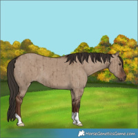 Horse Color:Liver Red Dun Brindle 