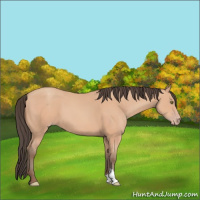 Horse Color:Amber Champagne 