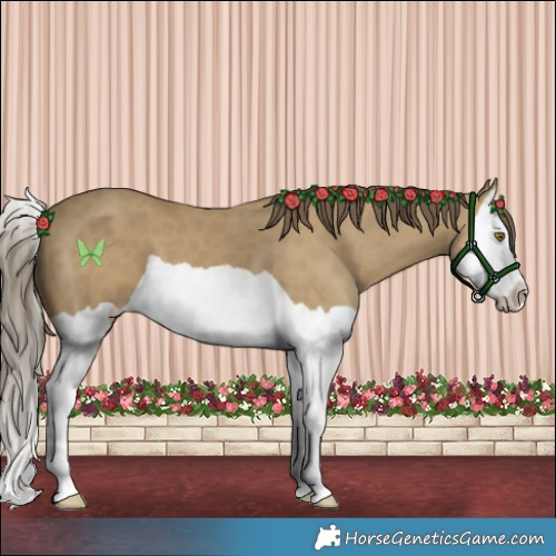 Horse Color:Classic Cream Champagne Splash