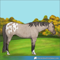 Horse Color:Liver Red Dun Appaloosa Brindle