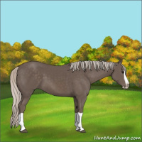 Horse Color:Silver Black Splash 