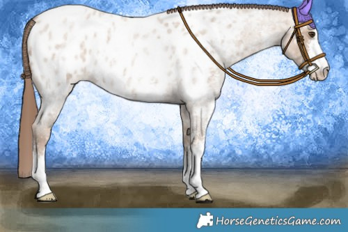 Horse Color:Classic Champagne Roan Sabino Appaloosa 
