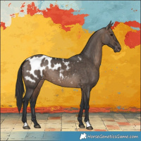 Horse Color:Brown Dun Appaloosa Brindle