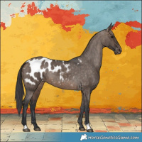 Horse Color:Brown Dun Appaloosa Brindle