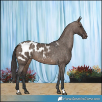 Horse Color:Brown Dun Blanket Brindle 