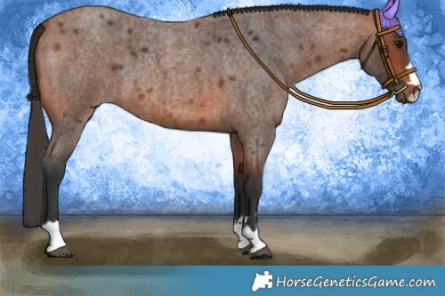 Horse Color:Bay Roan 