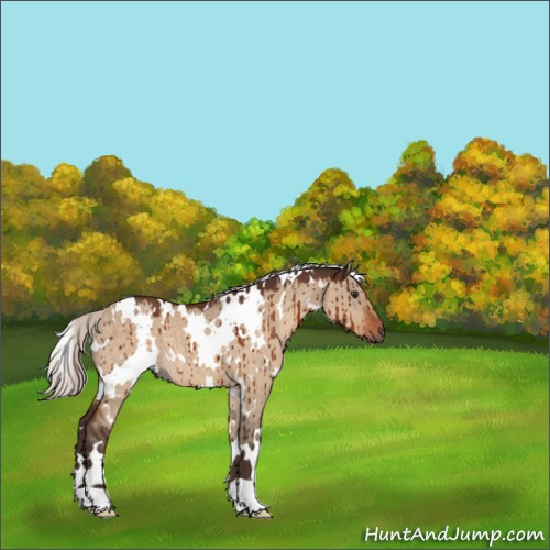 Horse Color:White Spotted Silver Brown Dun Brindle 