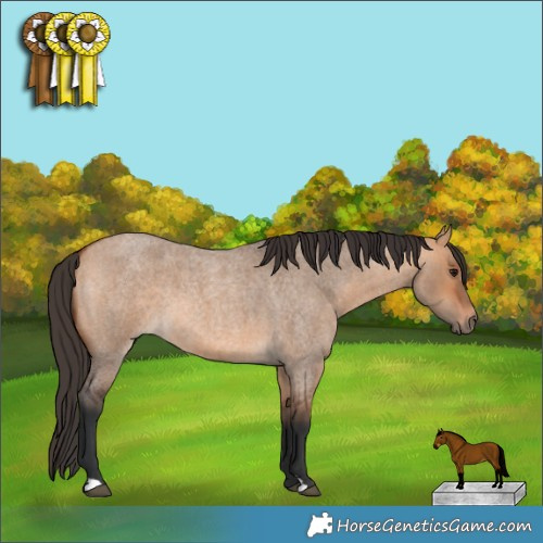 Horse Color:Bay Roan Dun 