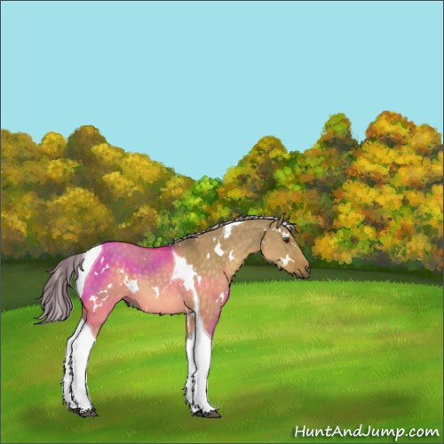 Horse Color:White Spotted Chocolate Palomino Dun Tobiano 