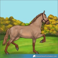 Horse Color:Red Dun 