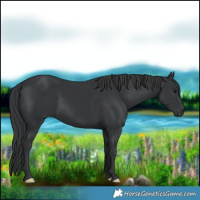 Horse Color:Black 