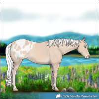 Horse Color:Silver Perlino Appaloosa 