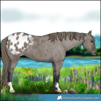 Horse Color:Smoky Grullo Blanket 