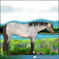 Horse Color:Buckskin Roan 