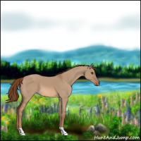 Horse Color:Red Dun 
