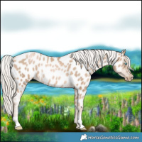Horse Color:Chocolate Palomino Pearl Appaloosa Rabicano 