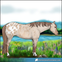Horse Color:Red Dun Appaloosa 