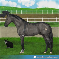 Horse Color:Grullo Brindle 