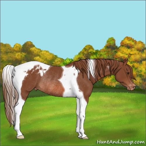 Horse Color:Chestnut Tobiano Appaloosa Rabicano 