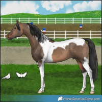 Horse Color:Brown Dun Tobiano 