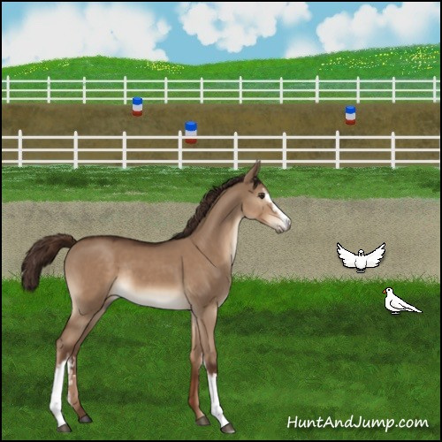 Horse Color:White Spotted Liver Red Dun Sabino Rabicano 