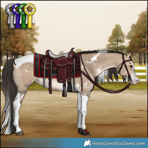 Horse Color:White Spotted Bay Dun Splash Tobiano 