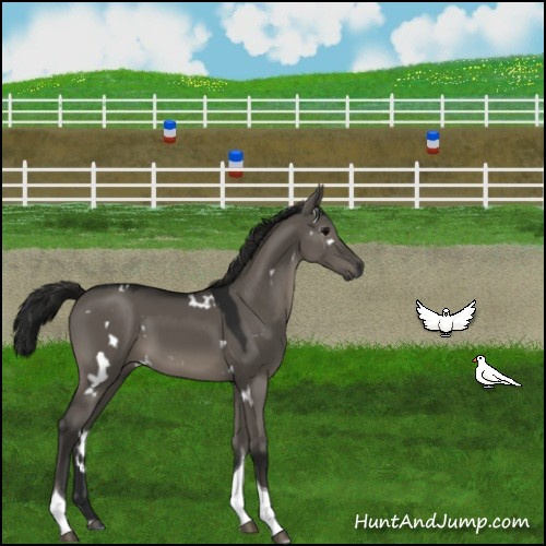 Horse Color:Gray White Spotted Grullo Tobiano 