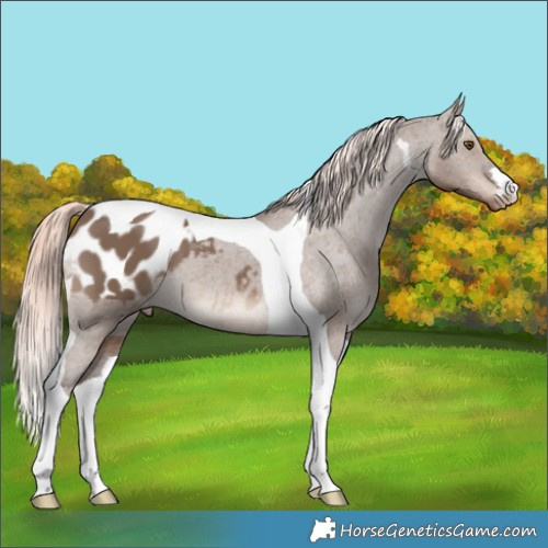 Horse Color:Liver Red Dun Mushroom Tobiano Appaloosa 