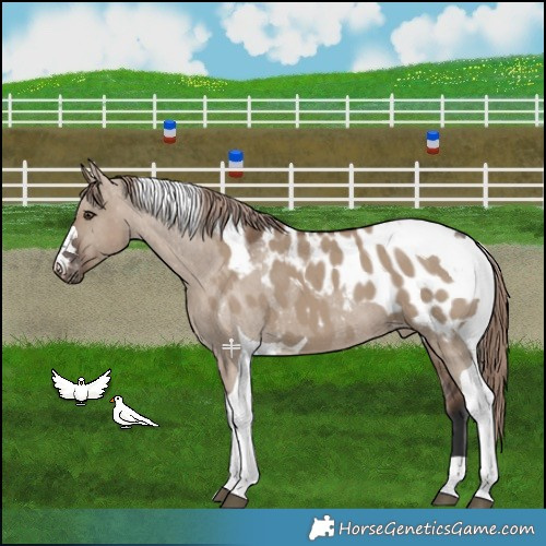 Horse Color:Liver Red Dun Tobiano Appaloosa 