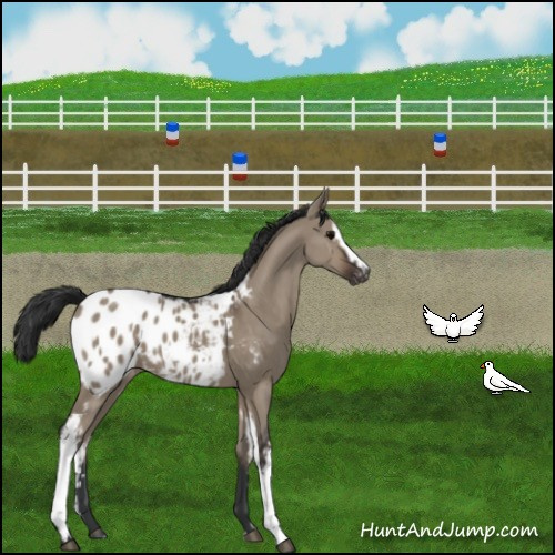 Horse Color:White Spotted Brown Dun Appaloosa 