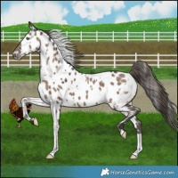 Horse Color:White Spotted Liver Red Dun Ice Appaloosa 