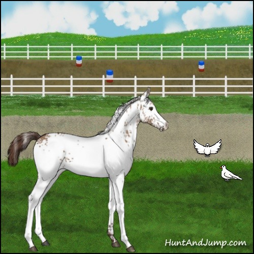 Horse Color:White Spotted Liver Red Dun 