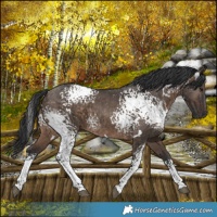 Horse Color:White Spotted Brown Dun Rabicano Brindle 