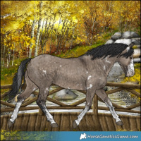Horse Color:White Spotted Brown Dun Rabicano Brindle 