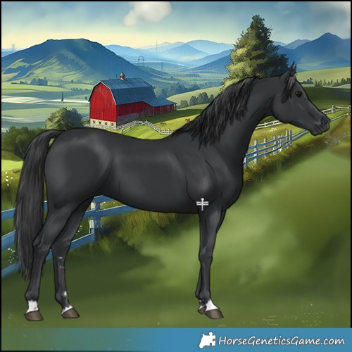Horse Color:Black 