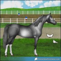 Horse Color:Gray Black Tobiano 