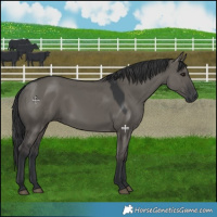 Horse Color:Grullo 