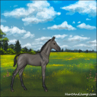 Horse Color:Grullo 
