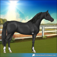 Horse Color:Platinum Liver Chestnut 