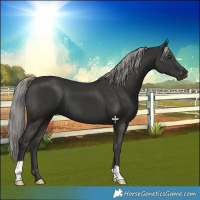 Horse Color:Platinum Liver Chestnut 