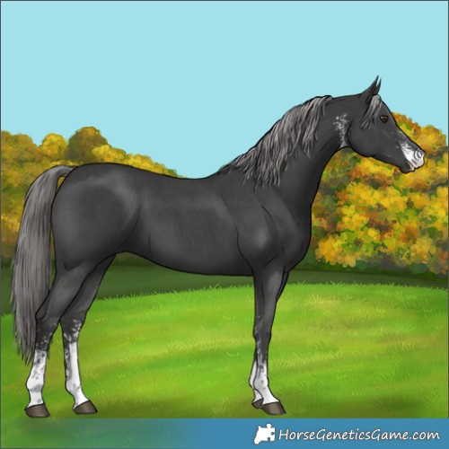 Horse Color:Platinum Liver Chestnut Sabino