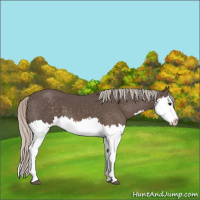 Horse Color:Silver Black Splash 