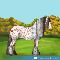 Horse Color:Bay Appaloosa 
